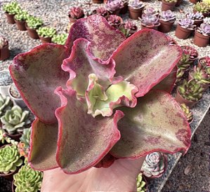 E. AQUARIUS RED POTE 9