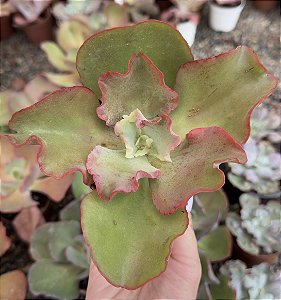 E. AQUARIUS RED POTE 9