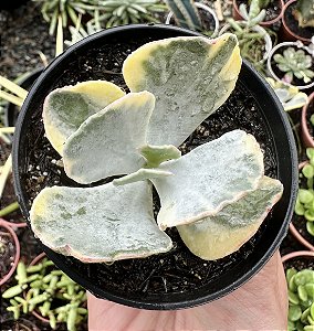 COTYLEDON  ONDULATA VAR. POTE 9