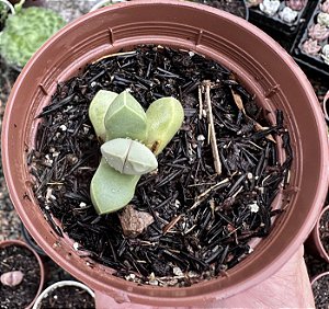 LAPIDDARIA MARGARETHAE POTE 9