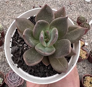 E. SOMBRA POTE 9