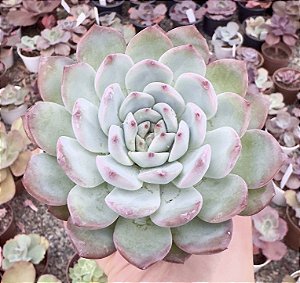 E. STRAWBERRY DIAMOND POTE 9