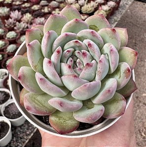 E. STRAWBERRY DIAMOND POTE 9