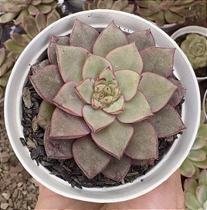 E. NACRE POTE 9