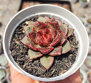 E. NACRE  POTE 9
