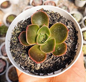 E. RELENA POTE 9