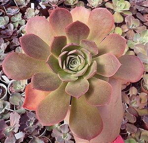 E. RELENA POTE 9