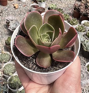 E. RELENA POTE 9
