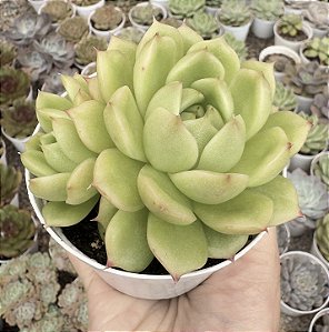 E. PHEONIX FIRE POTE 9