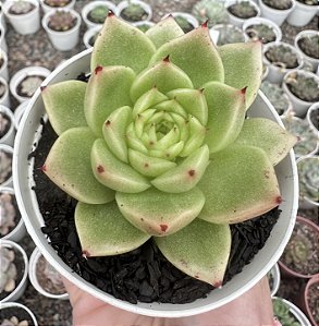 E. PHEONIX FIRE POTE 9