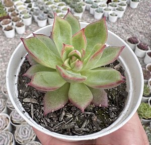 E. ESPERÓ POTE 9