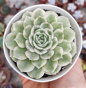 E. ONSLOW VARIEGATA  POTE 9