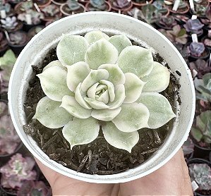 E. ONSLOW VARIEGATA POTE 9
