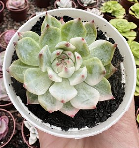 E. CHIHUAHUENSIS VARIEGATA POTE 9