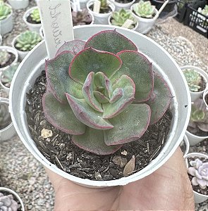 E. METEOR SHOWER POTE 9