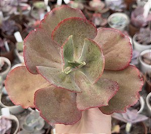 E. GIBB. COPAHUE POTE 9