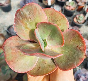 E. COPAHUE POTE 9