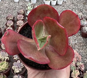 E. COPAHUE POTE 9