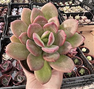 E. REZRY POTE 9