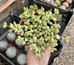 COTYLEDON PENDENS CUIA 13