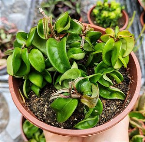 HOYA CARNOSA COMPACTA FLOR DE CERA CUIA 13
