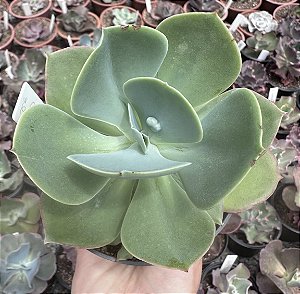 E. GIBB. PAPAGENO POTE 11