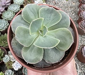 E. GIBB. ELEKTRA (CARÚNCULAS) POTE 9