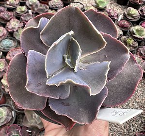 E. GIBB. ZIHE IMPORTADA (CARÚNCULAS) POTE 11