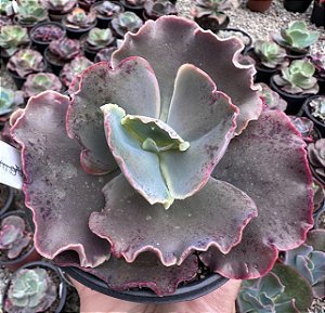 E. GIBB. MAUVE JADE POTE 11