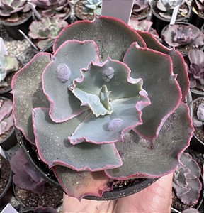E. GIBB. RAIN BUMPS CARÚNCULAS) POTE 11