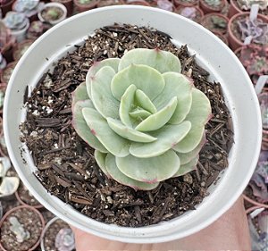 E. MOMOCA VARIEGATA  POTE 9