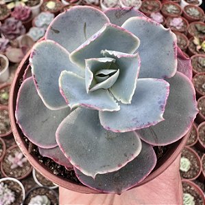 E. GIBB. SAHARA POTE 9
