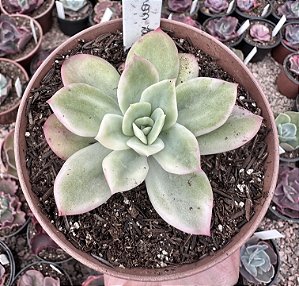 E. LEMON LIME VARIEGATA  POTE 11