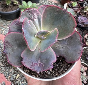 E. GIBB. CINDERELLA II POTE 9