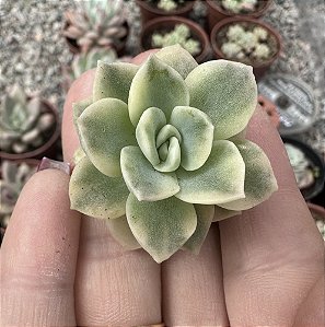 G. FANTOME VAR. SEM RAIZ