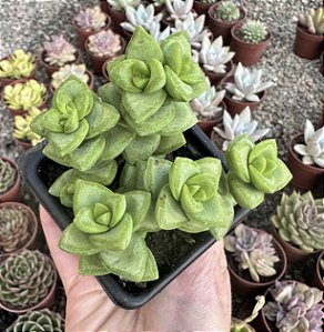 C. RUPESTRIS POTE 7