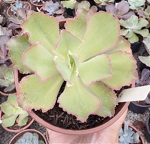 E. GIBB. RENDA ROSE POTE 11