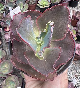 E. WAR DANCER POTE 11