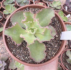 E. GIBB. RENDA ROSE CUIA 13