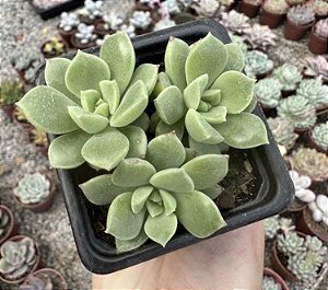 E. SUGARED POTE 7