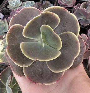 E. GIBB. MUSTARD GREEN COREANA SEM RAIZ