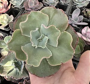 E. GIBB. HB. COREANA C/CARÚNCULAS SEM RAIZ