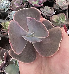 E. GIBB. PURPLE CHAMPAGNE IMPORTADA SEM RAIZ