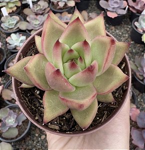 E. AGAV. ANTARES POTE 9