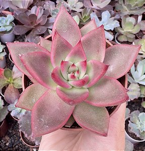 E. AGAV. ANTARES POTE 9