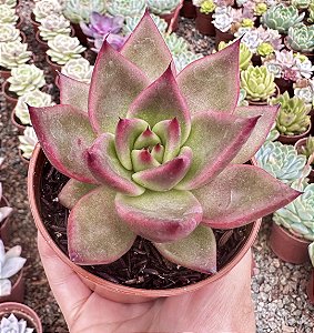 E. AGAV. ANTARES POTE 9