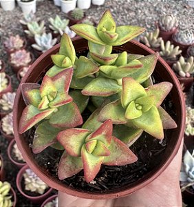 CRAS. SUN STAR POTE 9