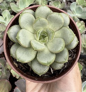 GRAP. AMETHORUM POTE 9