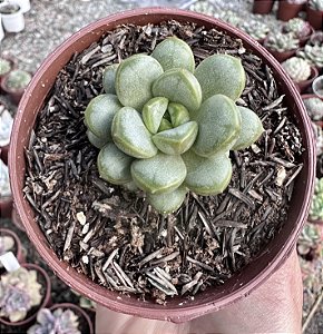 GRAP. AMETHORUM POTE 9