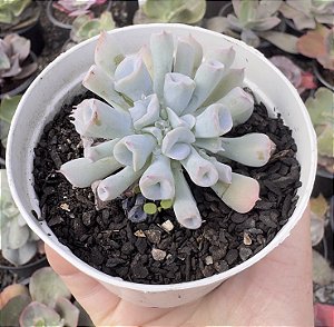 E. PIG NOSE POTE 9